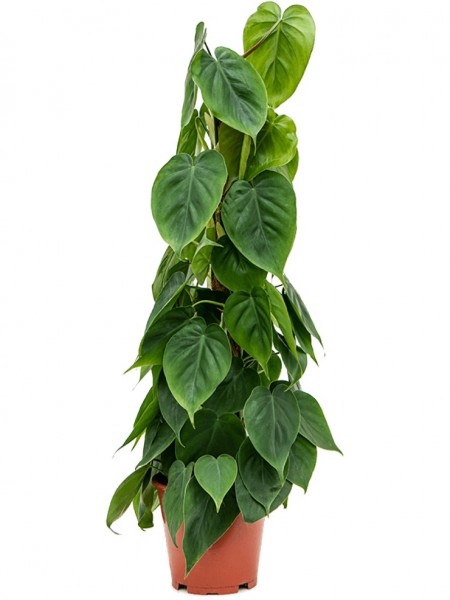 Philodendron scandens - Mossstab