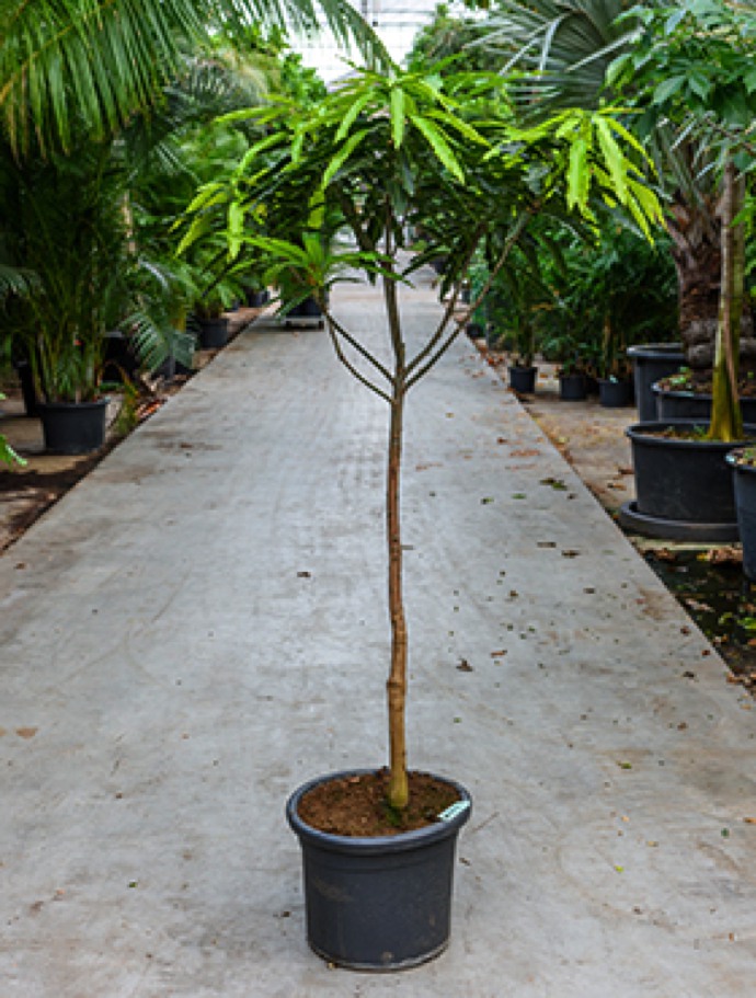 Mangifera indica - Mangobaum | Terrapalme Heim- und Gartenshop