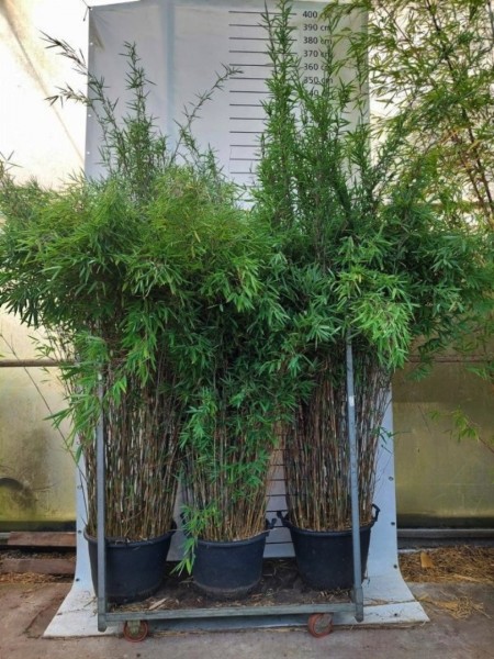 Fargesia nitida Black Pearl 150cm