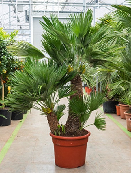 Chamaerops vulcano 200 cm