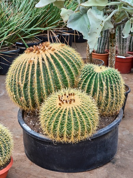 Echinocactus grusonii cluster