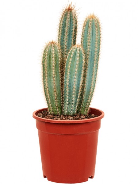 Pilosocereus odilensis mehrstämmig