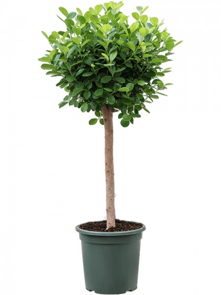 Ficus microcarpa moclame
