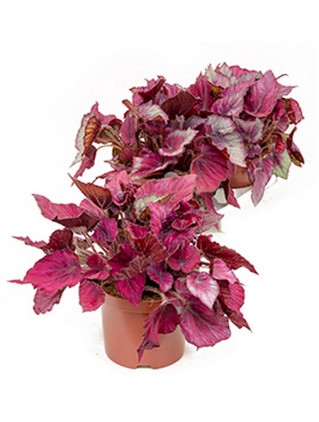 Begonia rex ica 40 cm | Königsbegonie 3 er Tray