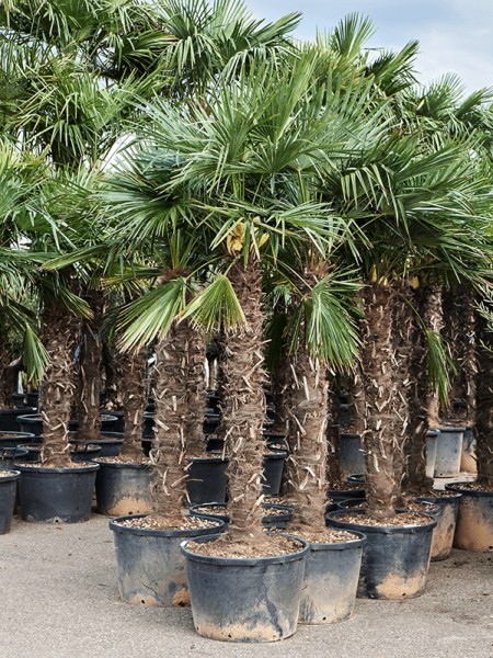 Trachycarpus fortunei - Hanfpalme 290cm