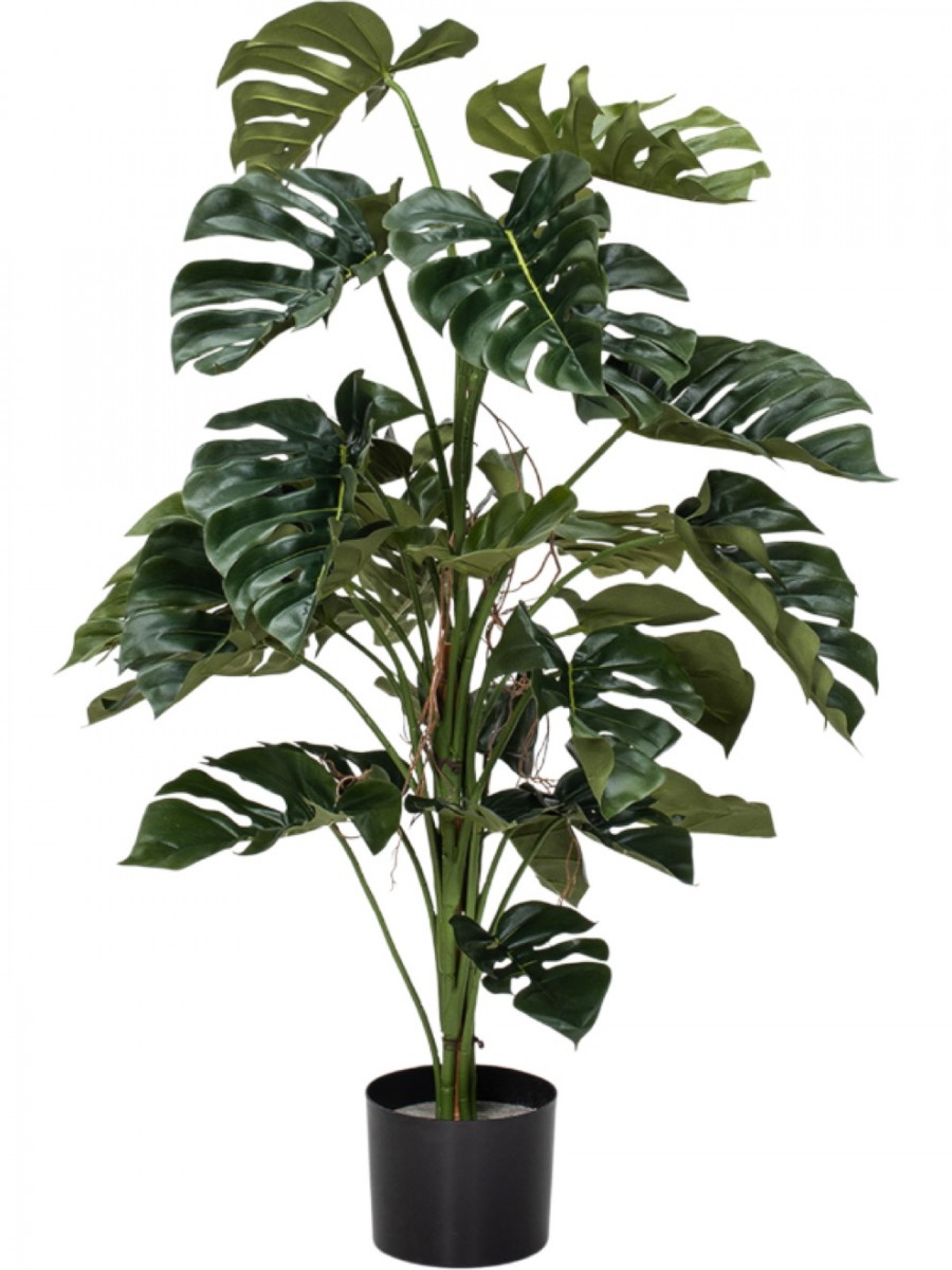monstera japan Monstera Adansonii Varieagated Yellow Jepang