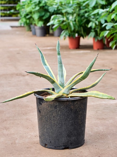 Agave americana variegata - Amerikanische Agave