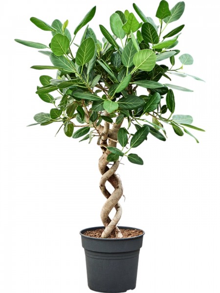 Ficus benghalensis audrey - Banyan Tree Doppelspirale