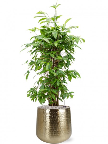 Dracaena surculosa 110 cm in Karakter Metall Pflanzkübel