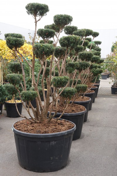 Taxus media bonsai - Strauch Eibe