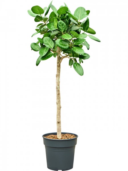 Ficus benghalensis audrey - Banyan Feigenbaum