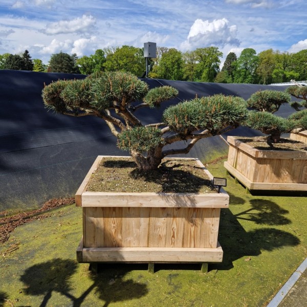 Pinus sylvestris repens bonsai 230 cm