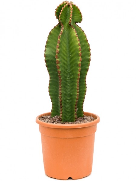 Euphorbia abissinica