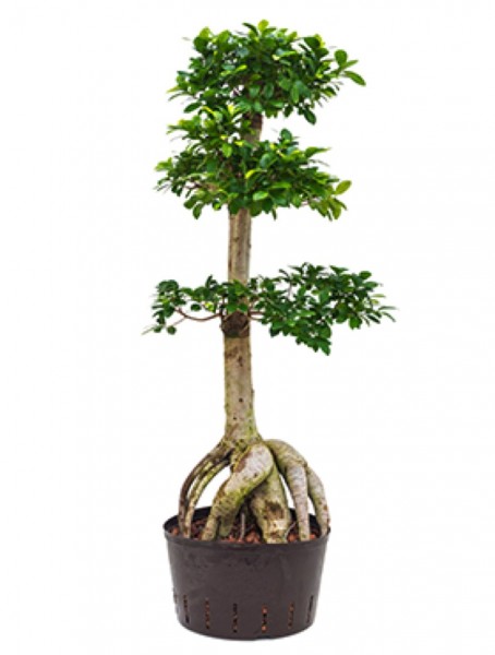 Ficus microcarpa ginseng - Bonsai