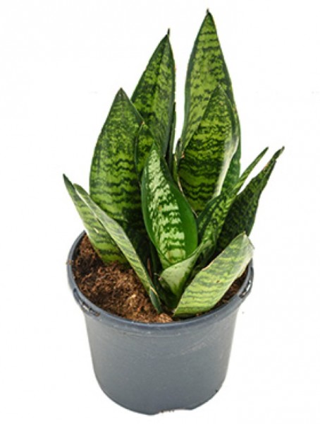 Sansevieria green flame