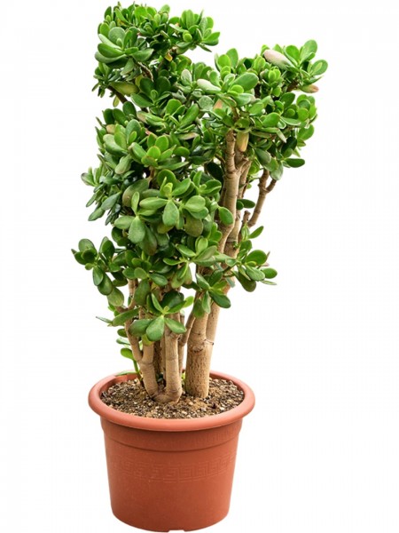 Crassula ovata- Geldbaum Busch