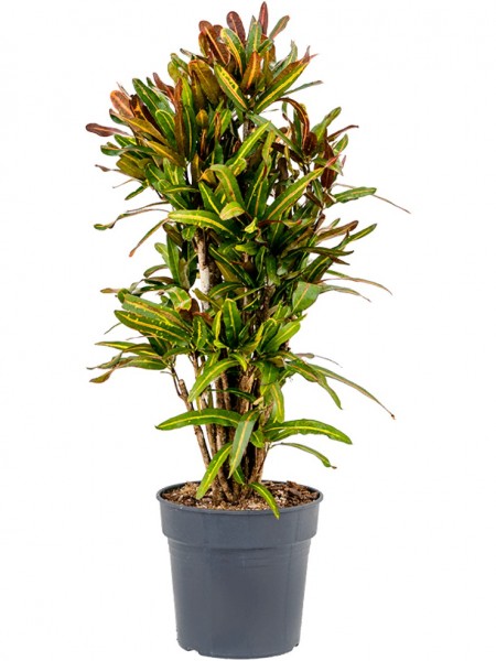 Croton variegatum verzweigt - mammi