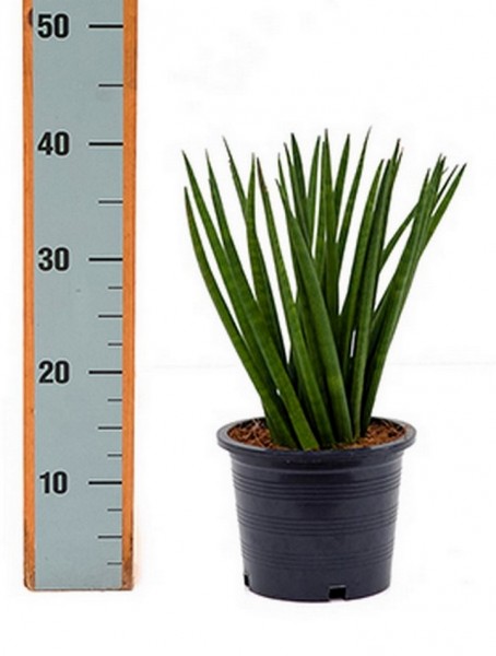 Sansevieria spikes Igel
