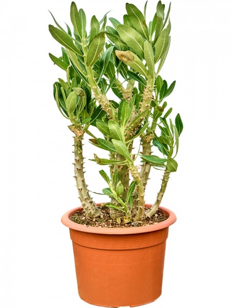 Pachypodium densiflorum 55 cm - Madagascar Palme