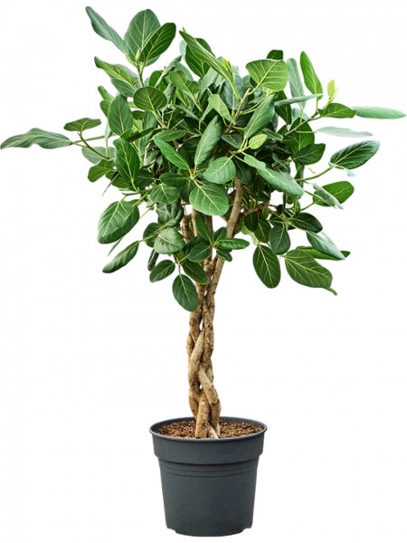 Ficus benghalensis audrey - Stamm geflochten