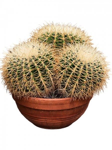 Echinocactus grusonii albispina 35 cm Cluster