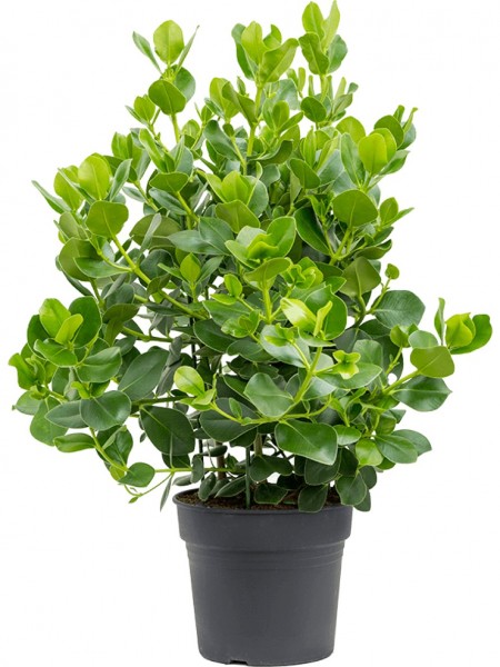 Clusia rosea princess - Balsamapfel Busch XL