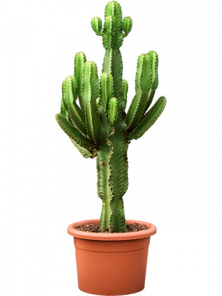 Euphorbia ingens verzweigt