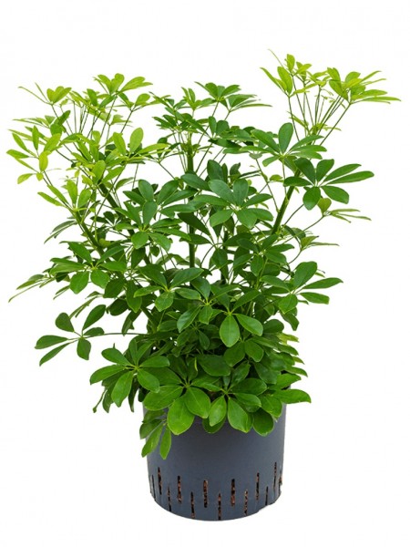 Schefflera arboricola compacta Busch