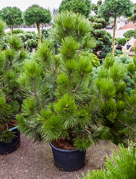 Pinus heldreichii den ouden