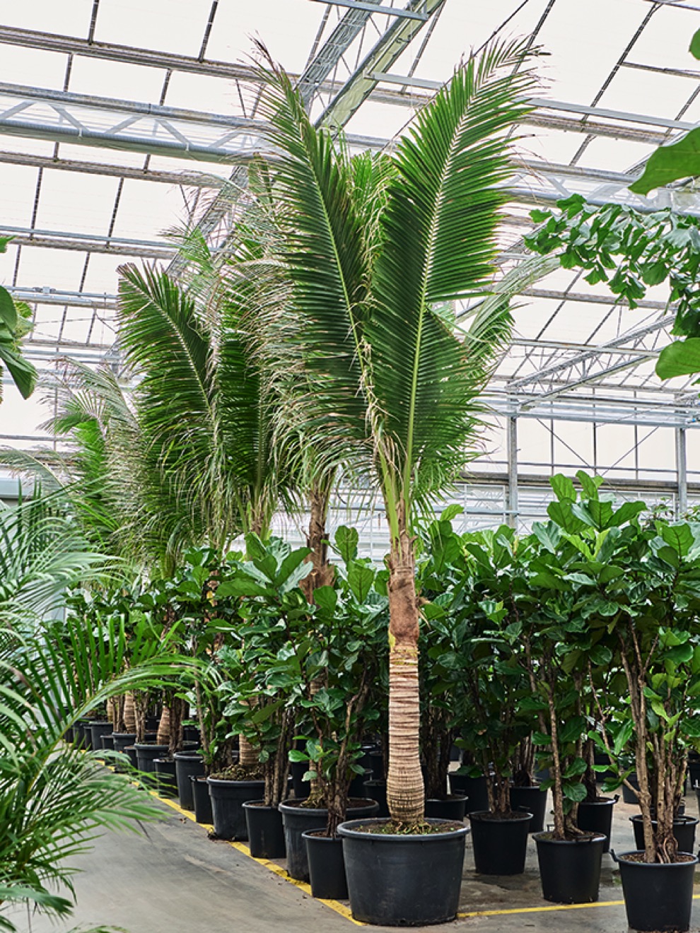Cocos nucifera - Kokospalme | Terrapalme Heim- und Gartenshop