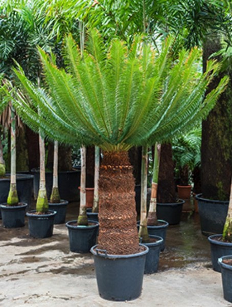 Cycas panzhihuaensis 230 cm - Palmfarn