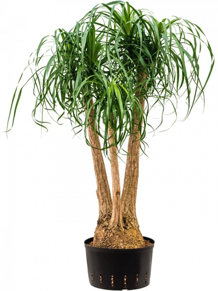 Beaucarnea recurvata - Elefantenfuß verzweigt