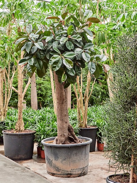 Ficus elastica robusta - XL Gummibaum