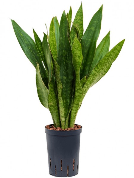 Sansevieria jade