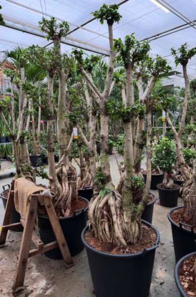 Ficus microcarpa compacta Bonsai