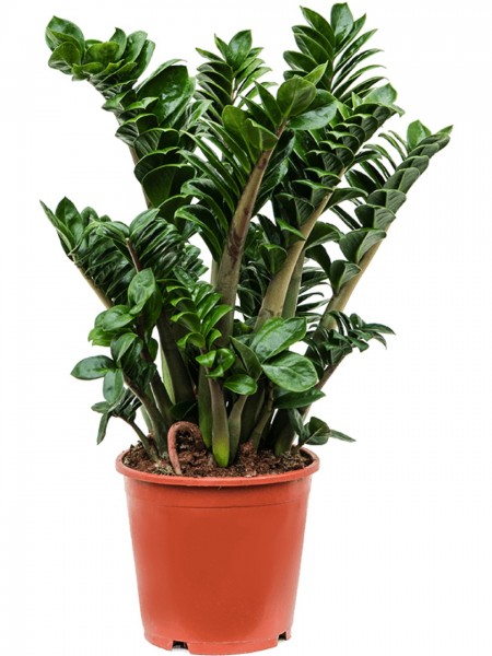 Zamioculcas zamiifolia zenzi
