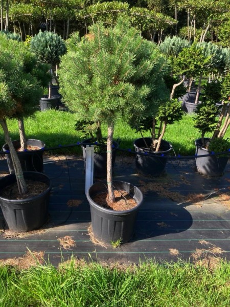Pinus nigra