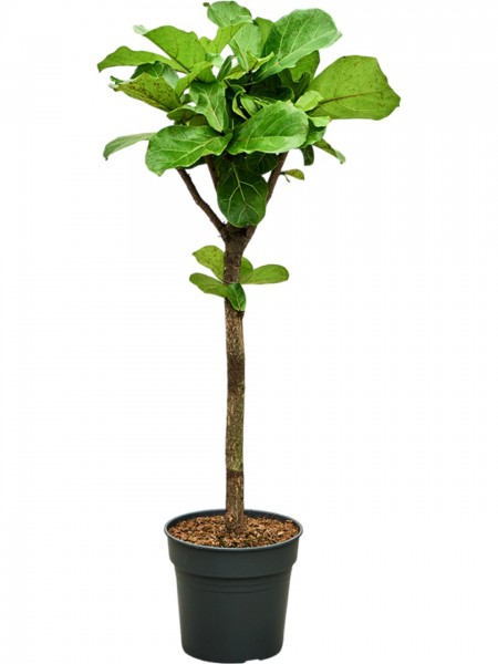 Ficus lyrata 140 cm - Geigenfeige