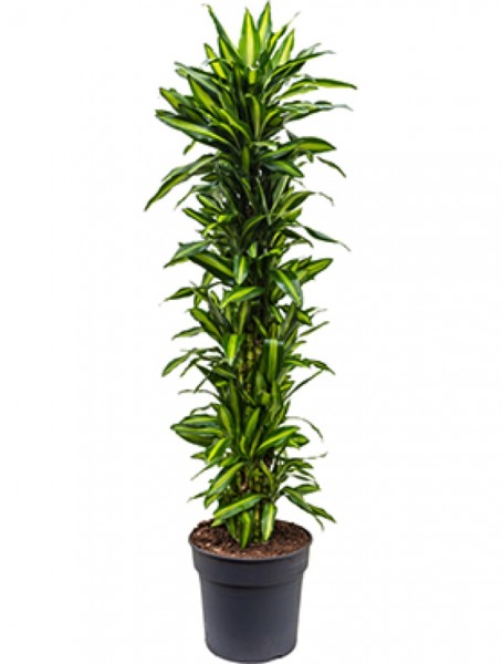 Dracaena cintho - Drachenbaum Multistamm