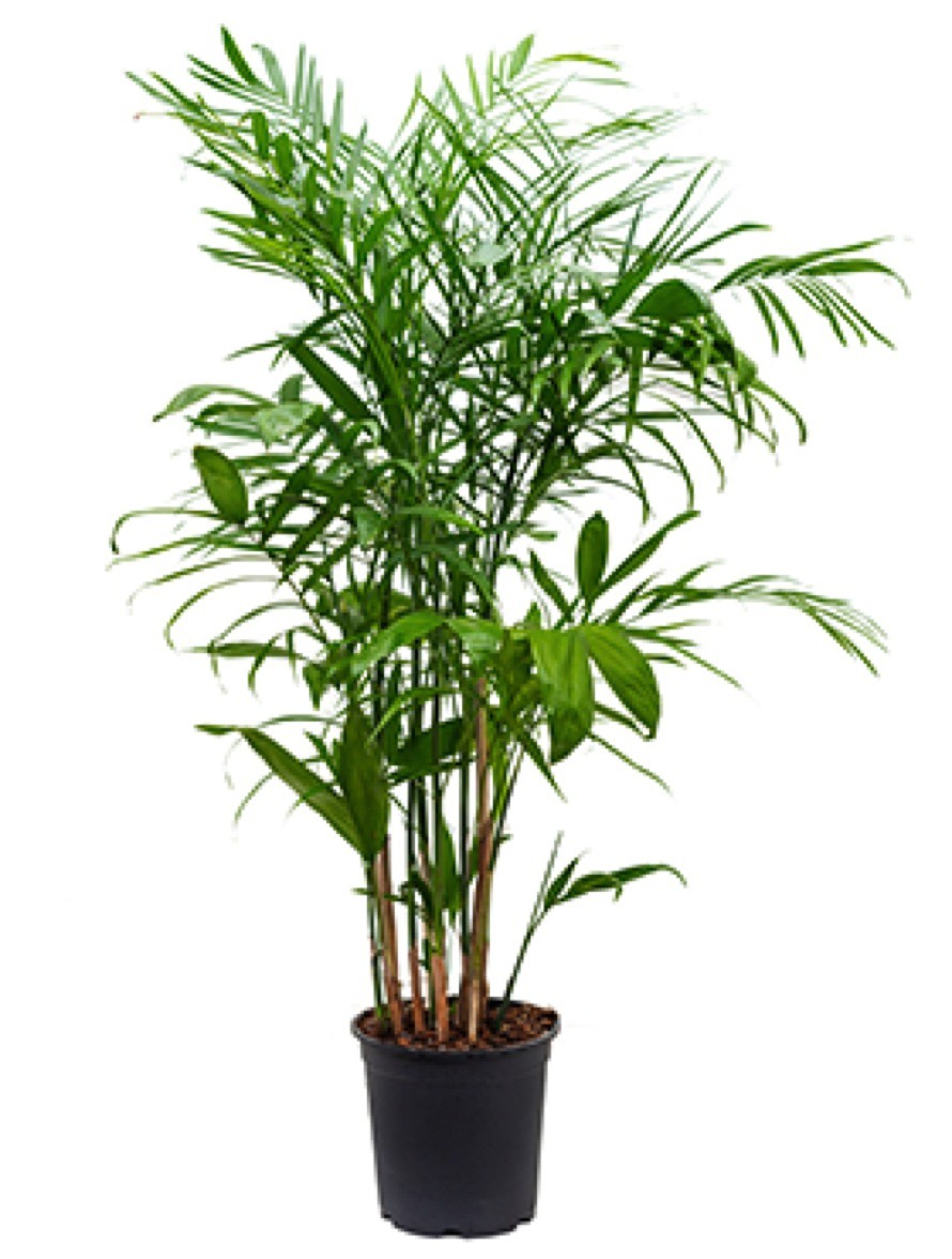 Chamaedorea seifrizii - Mexikanische Bergpalme | Terrapalme Heim- und