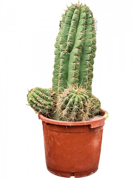 Echinopsis atacamensis pasacana