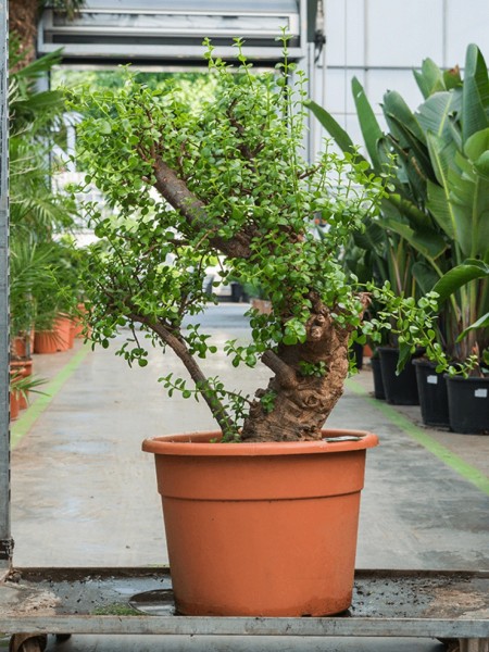 Portulacaria afra - Speckbaum