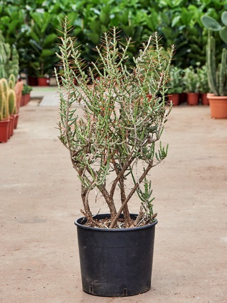 Opuntia Quimilo verzweigt