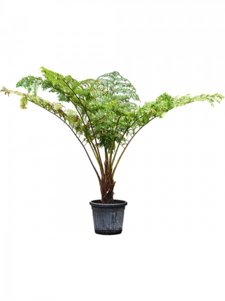 Cyathea cooperi - Australische Baumfarn