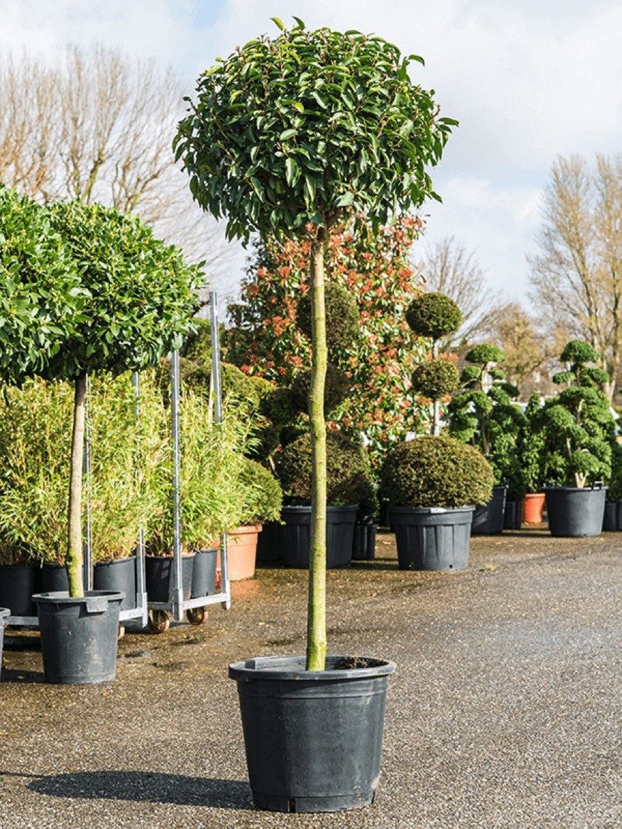 Prunus lusitanica angustifolia - Lorbeerkirschebaum | Terrapalme Heim