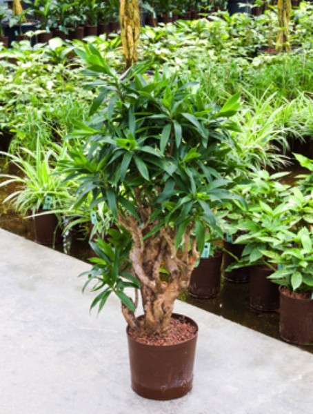 Pleomele reflexa - Drachenbaum verzweigt