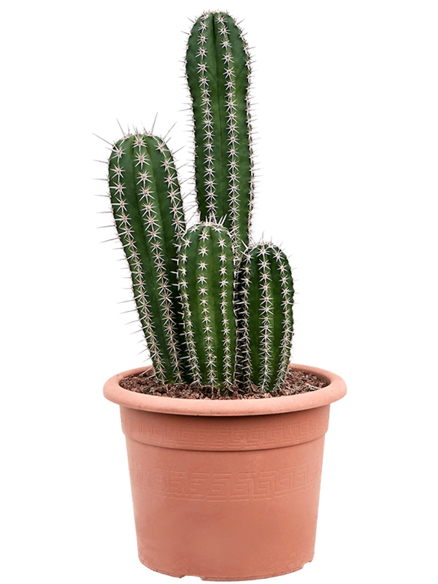 Pachycereus Pecten Aboriginum verzweigt Terrapalme Heim und