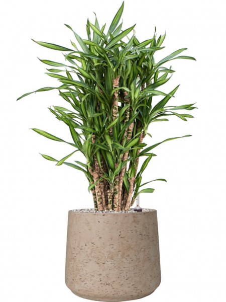 Dracaena fragrans Riki 90 cm im Rough Pflanzkübel