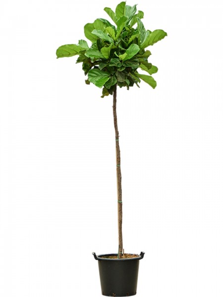 Ficus lyrata 325 cm - Geigenfeigenbaum