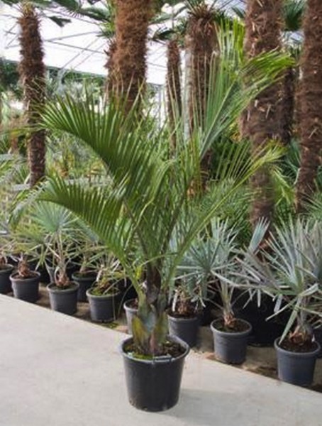 Dypsis decaryi - Dreieckspalme